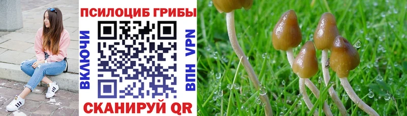 Псилоцибиновые грибы GOLDEN TEACHER  Купить где  Знаменск 